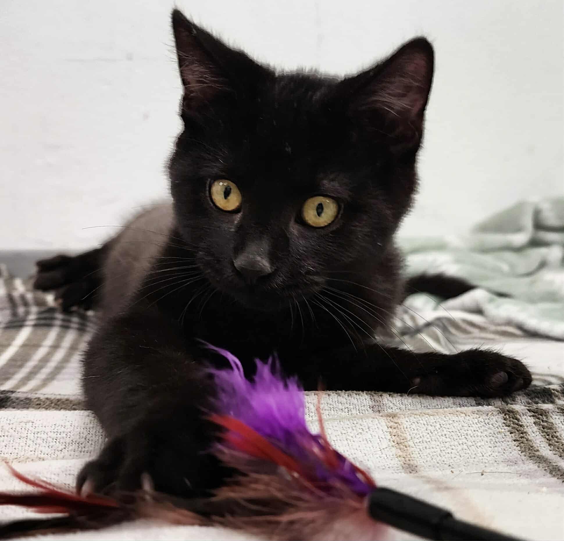 Student Loans, an adoptable Domestic Short Hair in Madison, WI image 5/5