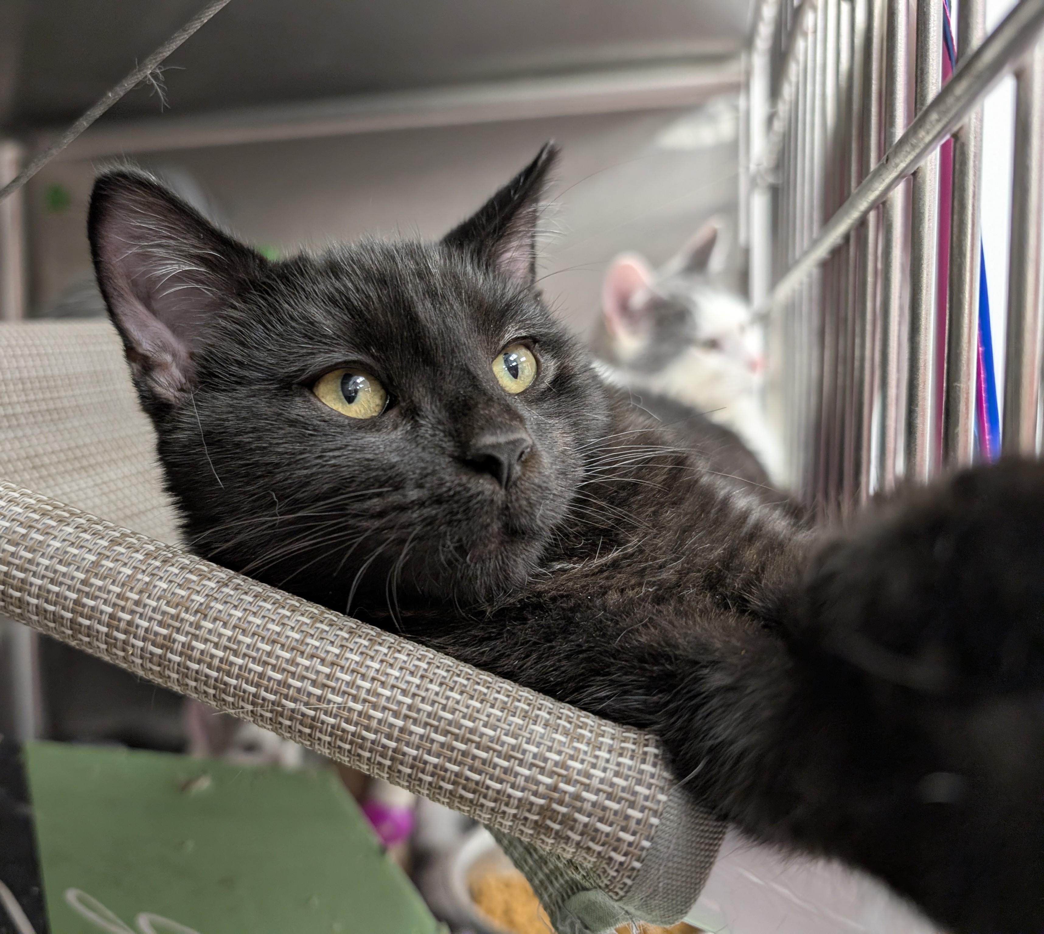 Student Loans, an adoptable Domestic Short Hair in Madison, WI image 4/5