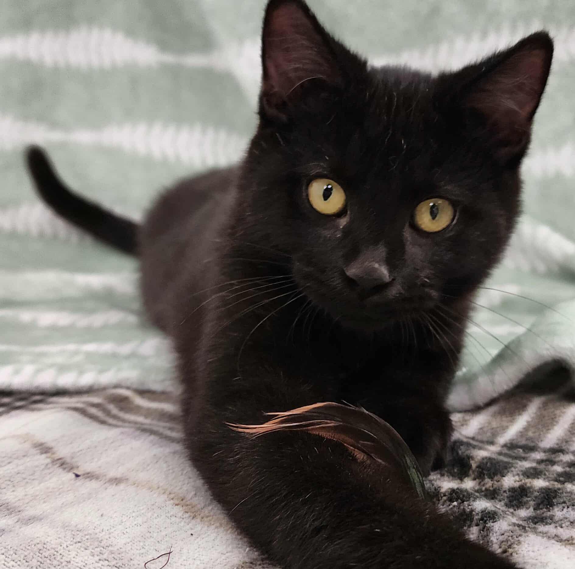 Student Loans, an adoptable Domestic Short Hair in Madison, WI image 3/5