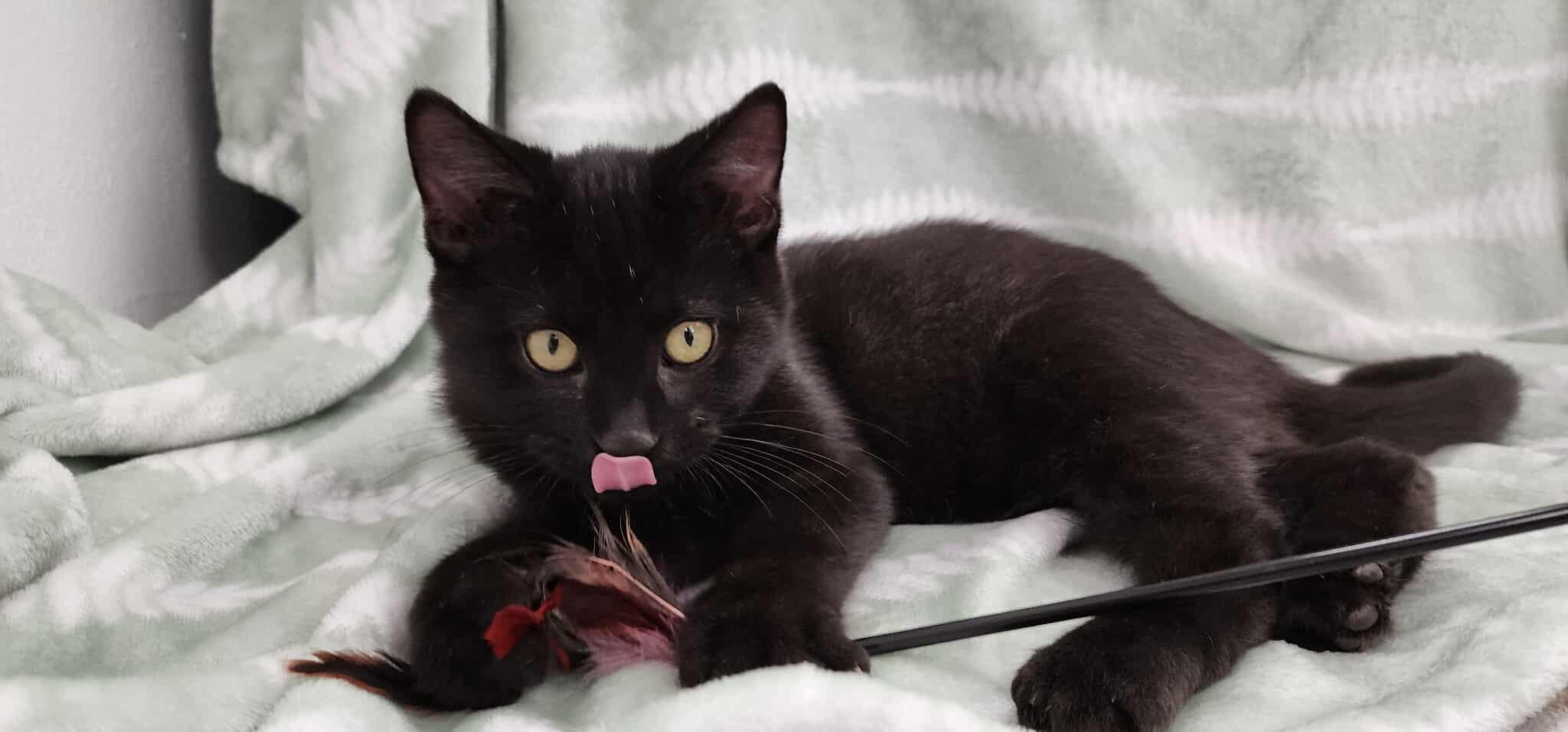 Student Loans, an adoptable Domestic Short Hair in Madison, WI image 2/5