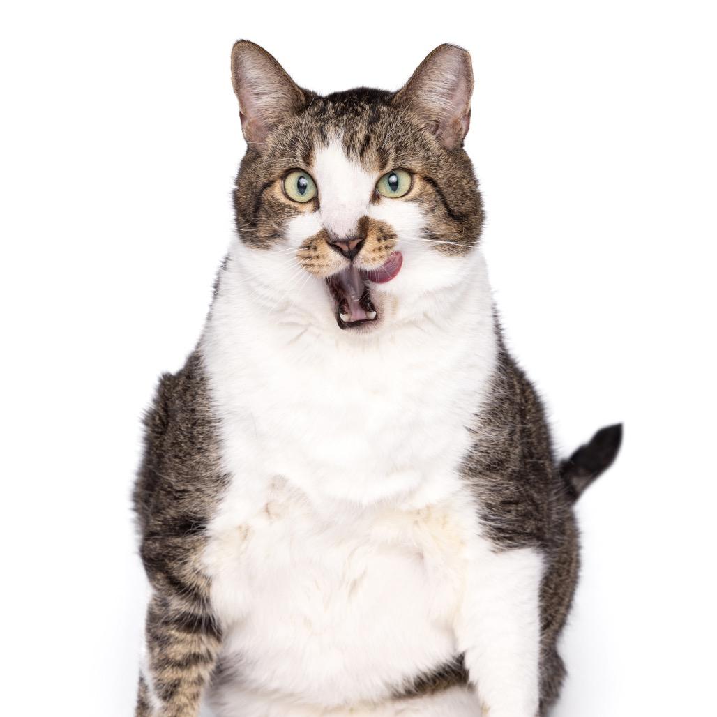Stinker, Adoptable, Adult Male Domestic Short Hair.