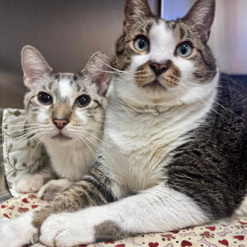 Enlarge Stinker, a Adoptable Domestic Short Hair in Fort Lauderdale, FL image 2/6