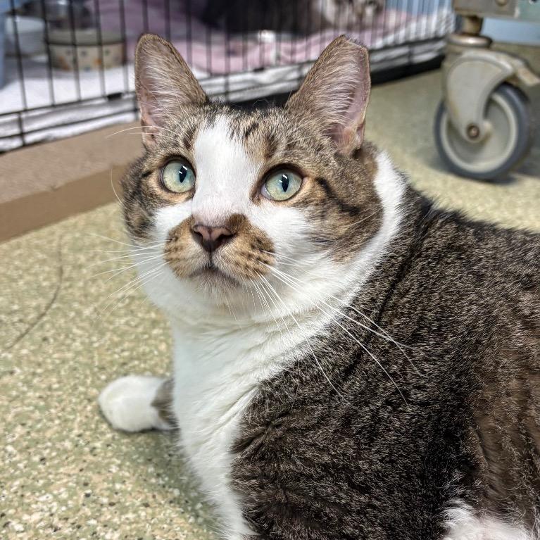 Stinker, a Adoptable Domestic Short Hair in Fort Lauderdale, FL image 2/6