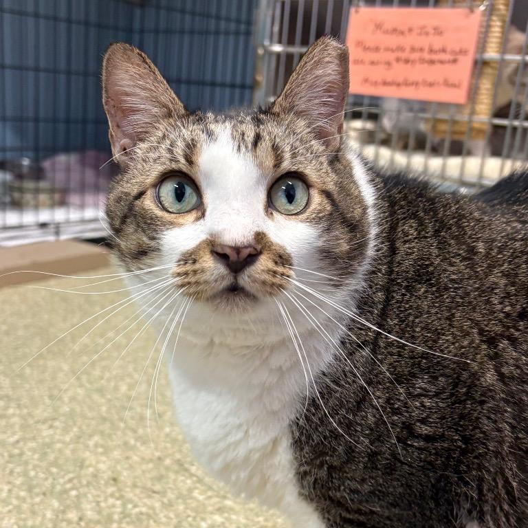 Enlarge Stinker, a Adoptable Domestic Short Hair in Fort Lauderdale, FL image 1/5