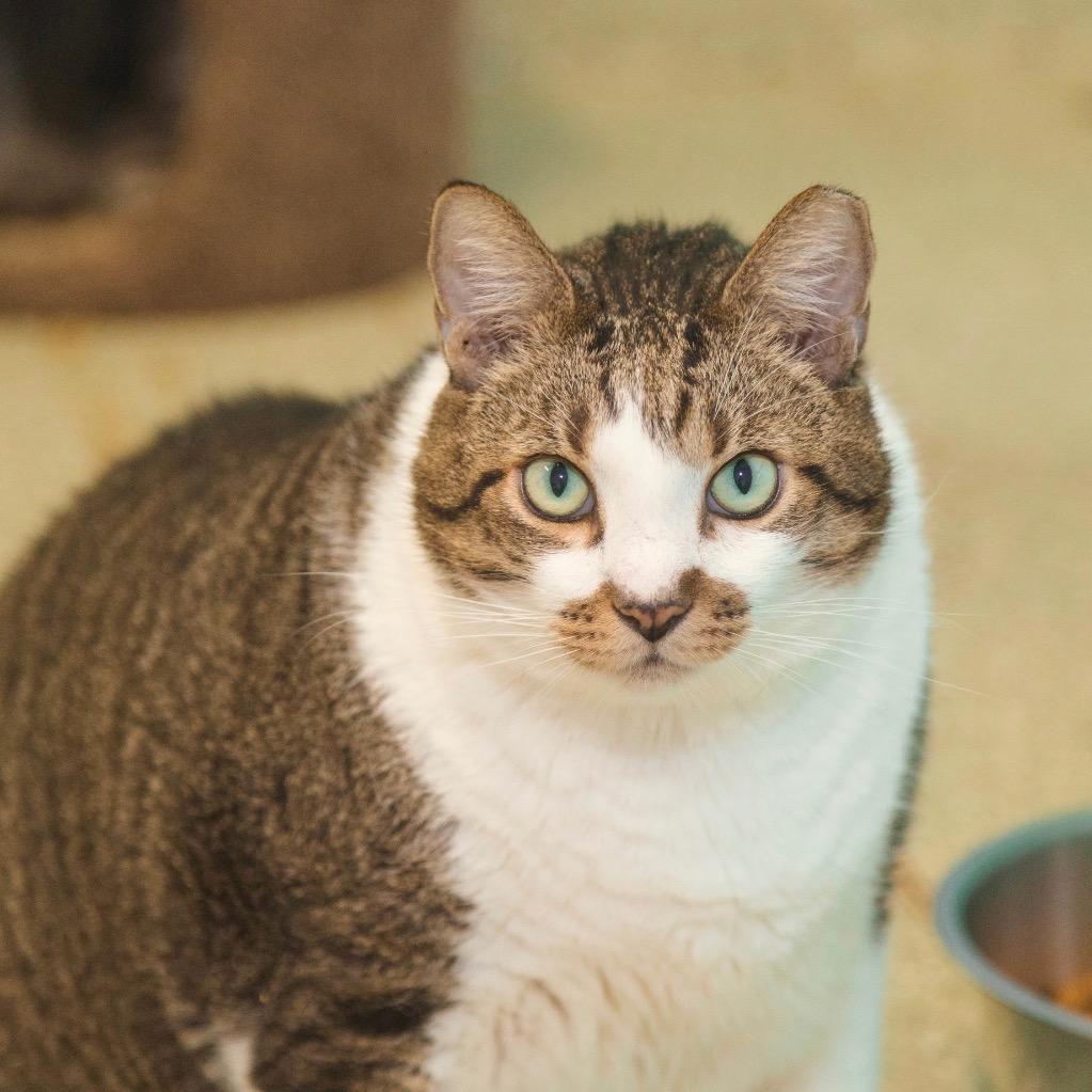 Enlarge Stinker, a Adoptable Domestic Short Hair in Fort Lauderdale, FL image 2/5