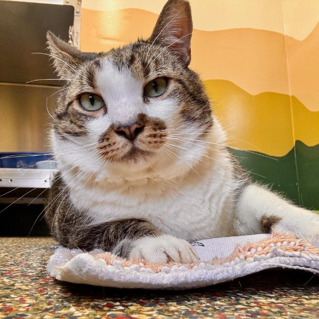 Enlarge Stinker, a Adoptable Domestic Short Hair in Fort Lauderdale, FL image 3/6