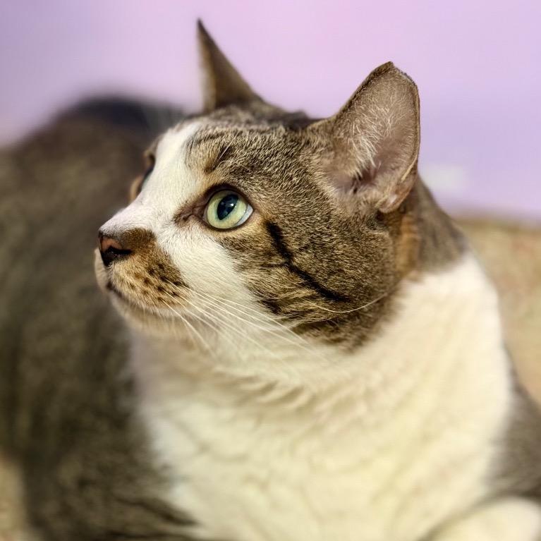 Enlarge Stinker, a Adoptable Domestic Short Hair in Fort Lauderdale, FL image 3/5