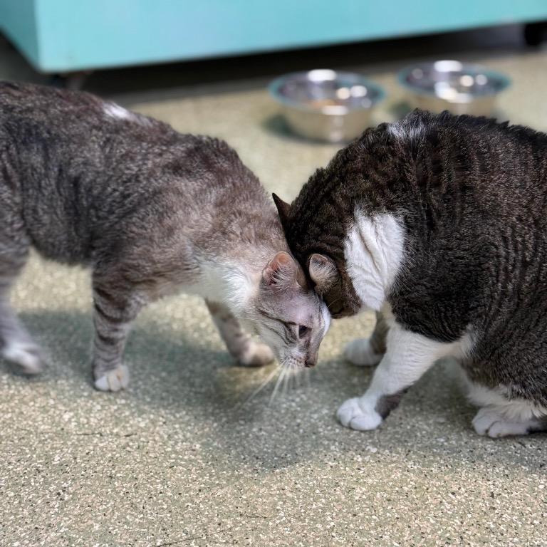 Enlarge Stinker, a Adoptable Domestic Short Hair in Fort Lauderdale, FL image 4/5