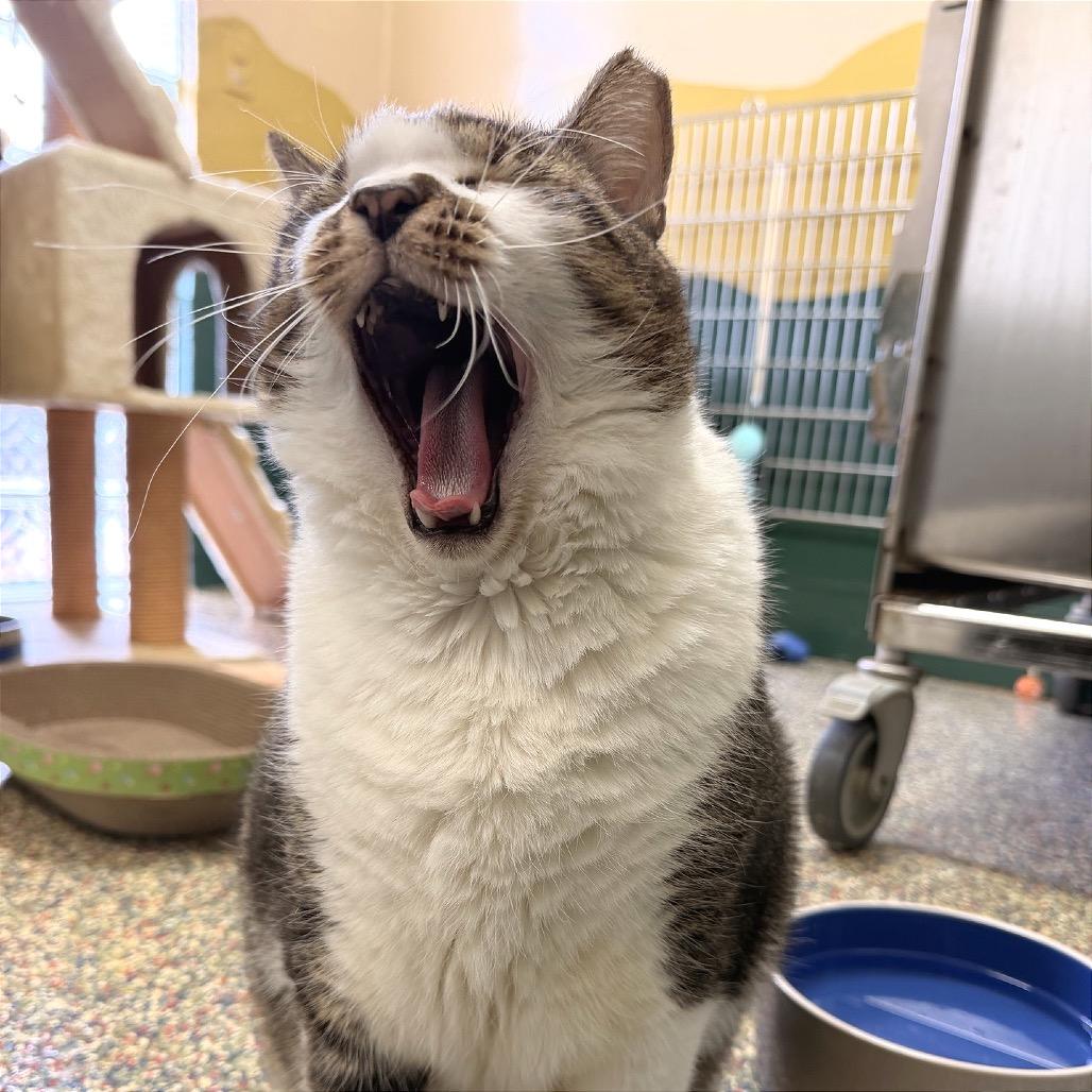 Enlarge Stinker, a Adoptable Domestic Short Hair in Fort Lauderdale, FL image 5/6
