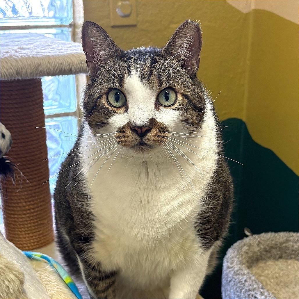 Stinker, a Adoptable Domestic Short Hair in Fort Lauderdale, FL image 6/6