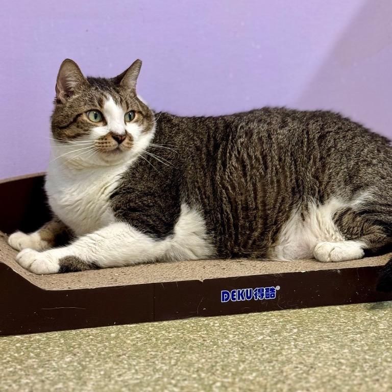 Enlarge Stinker, a Adoptable Domestic Short Hair in Fort Lauderdale, FL image 5/5