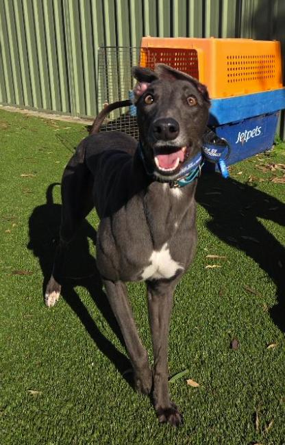 Jess, Adoptable, Adult Female Greyhound.