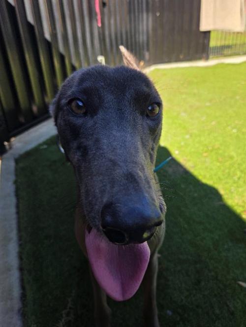 Enlarge Jess, a Adoptable Greyhound in Tarpon Springs, FL image 2/3
