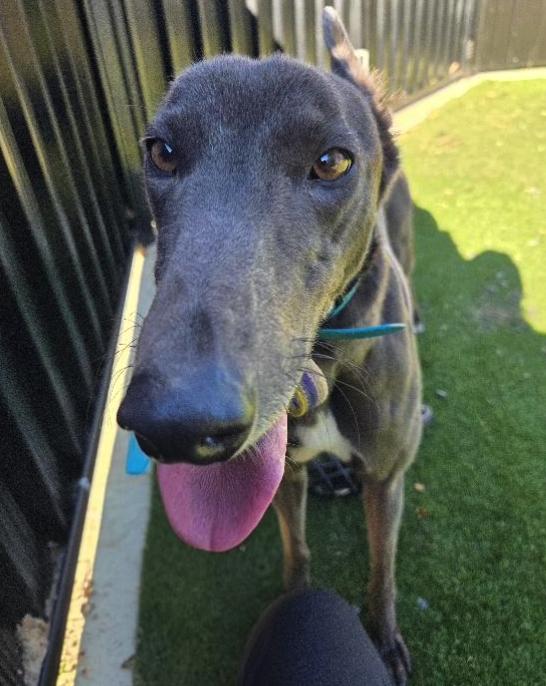 Enlarge Jess, a Adoptable Greyhound in Tarpon Springs, FL image 3/3