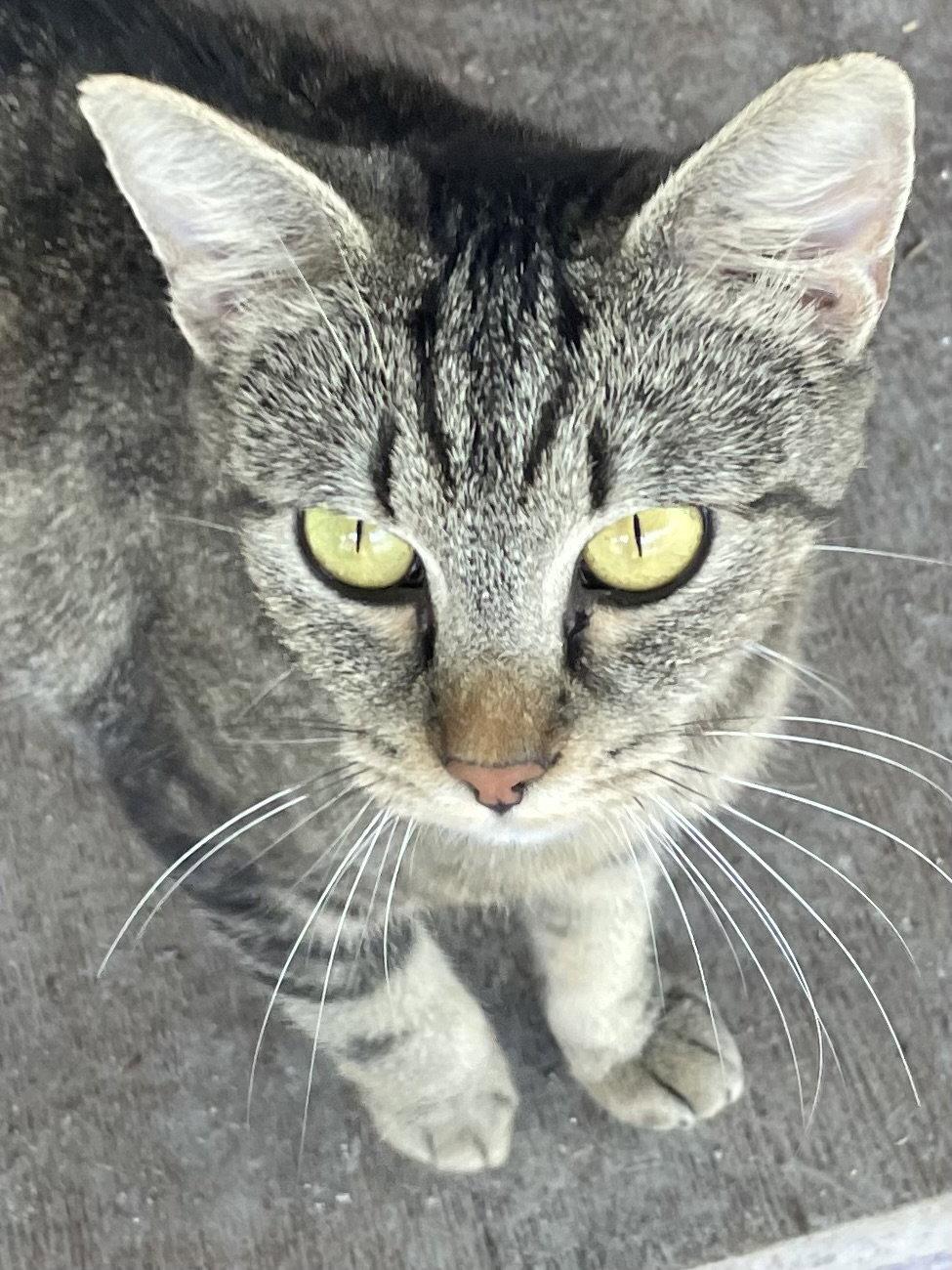 Enlarge Leigh, a Adopted Tabby in Chatsworth, GA image 1/1