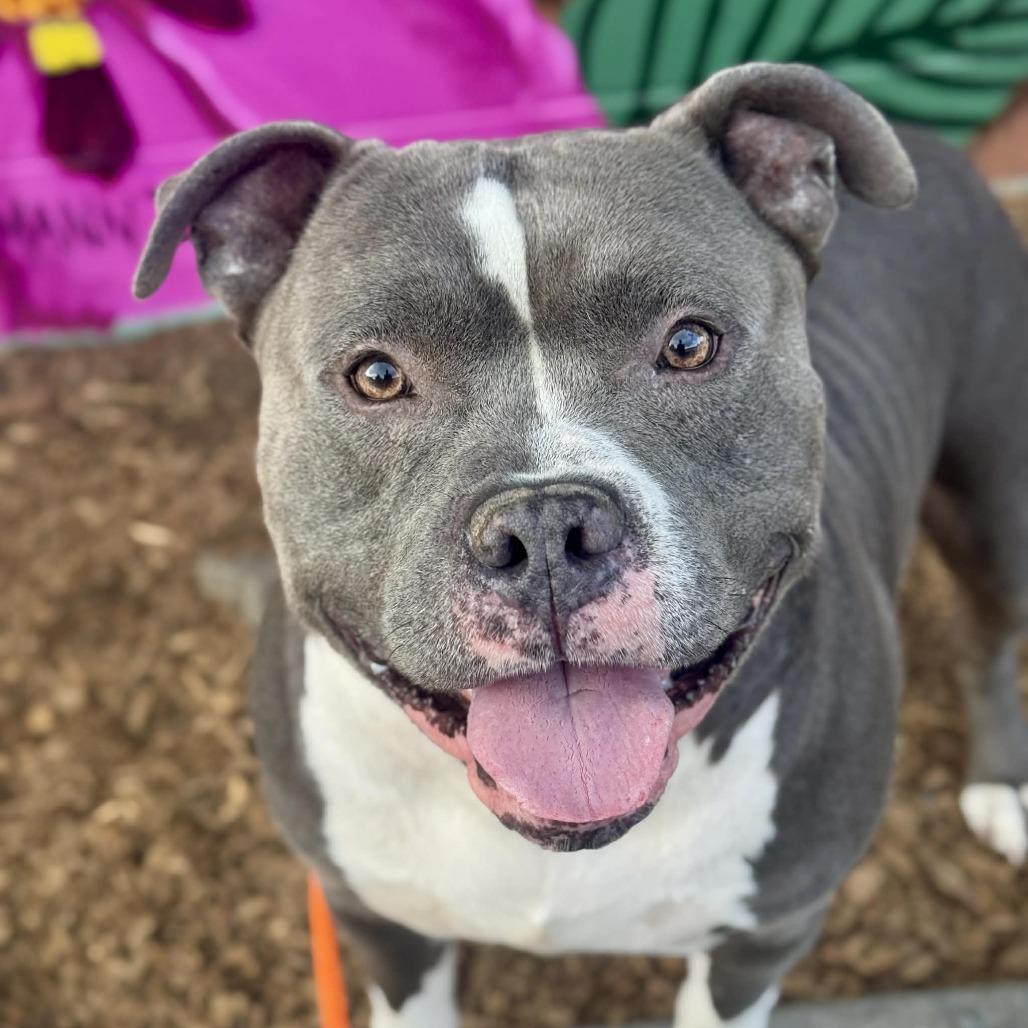 Colin, a Adoptable Pit Bull Terrier in Tacoma, WA image 1/2