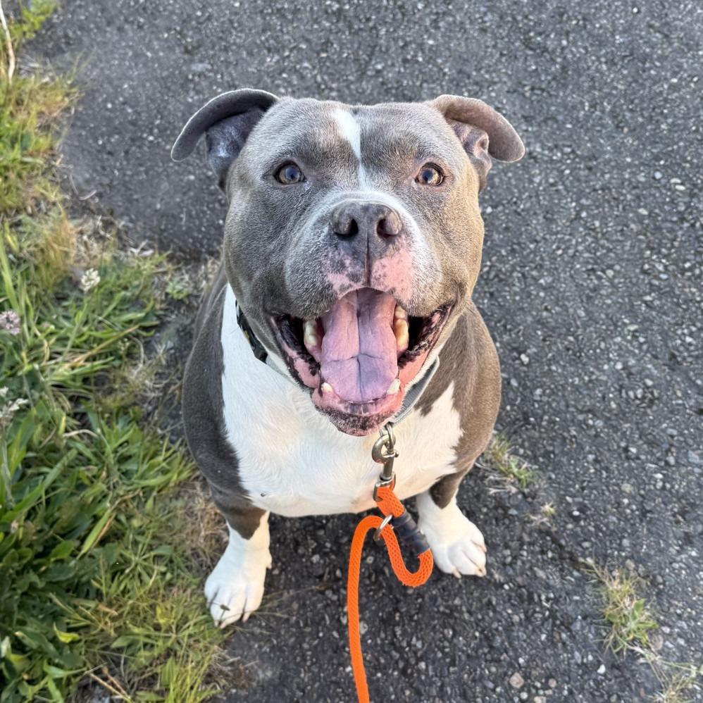 Colin, a Adoptable Pit Bull Terrier in Tacoma, WA image 2/2
