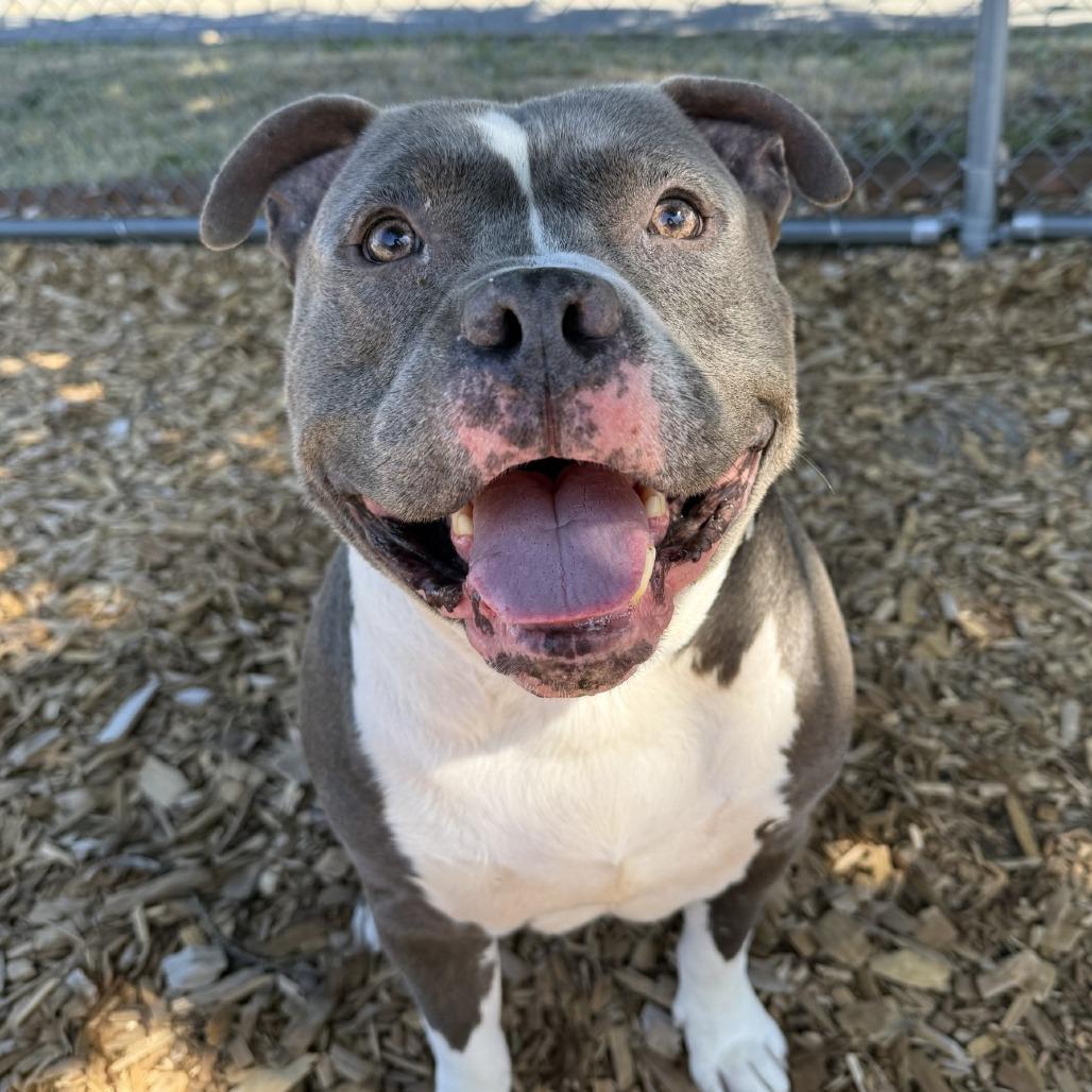 Colin, a Adoptable Pit Bull Terrier in Tacoma, WA image 3/3