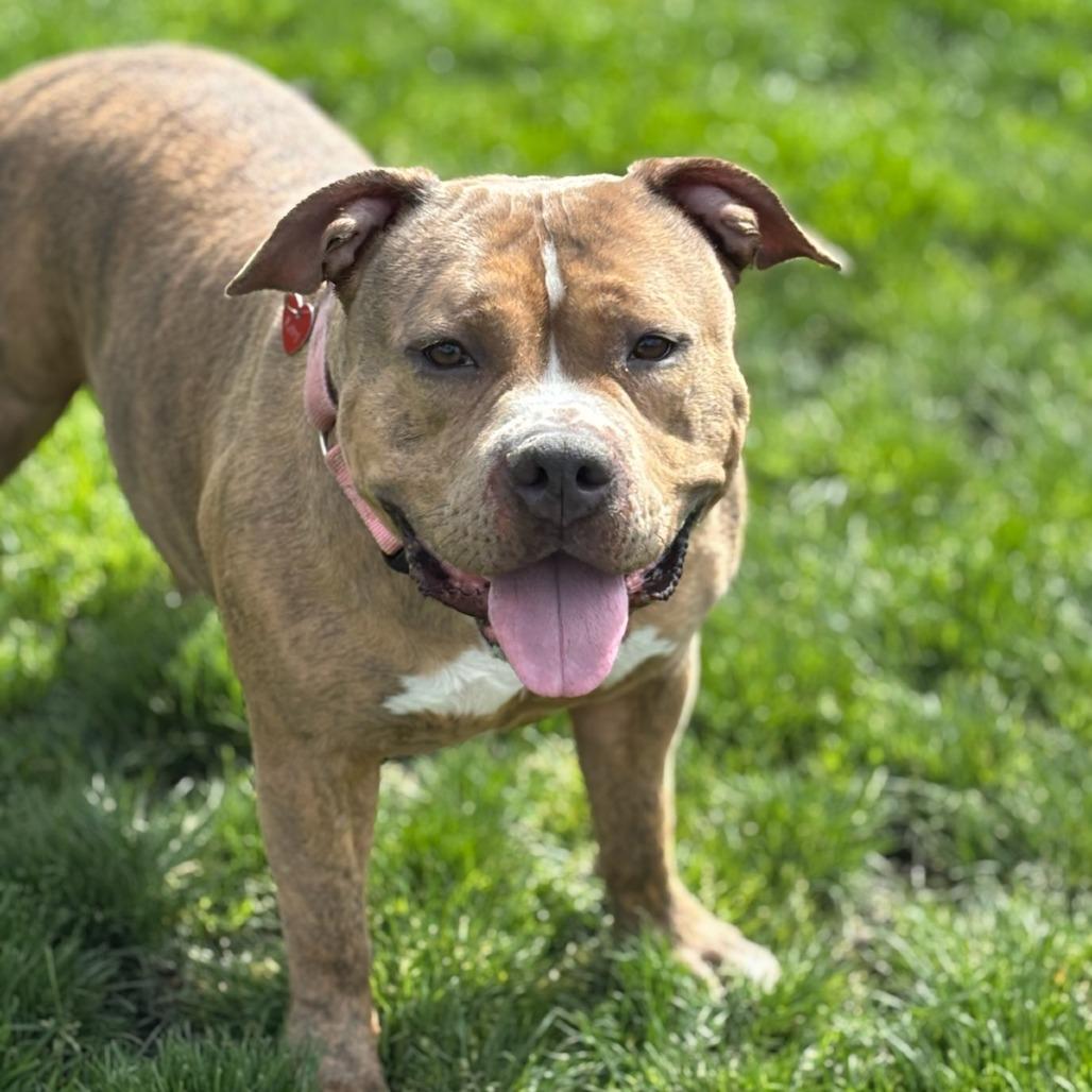 Enlarge Patty, a Adoptable Mixed Breed in Medford, OR image 1/2