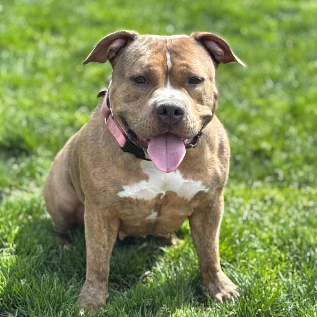 Enlarge Patty, a Adoptable Mixed Breed in Medford, OR image 2/2
