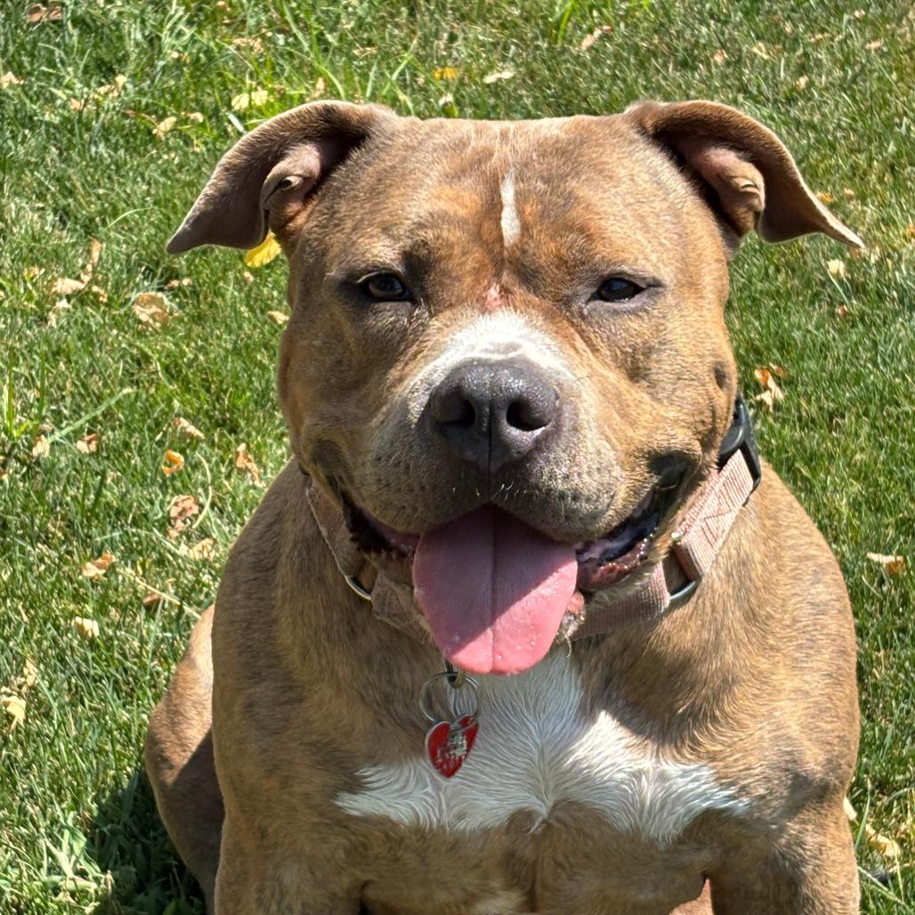 Patty, a Adoptable Mixed Breed in Medford, OR image 3/3