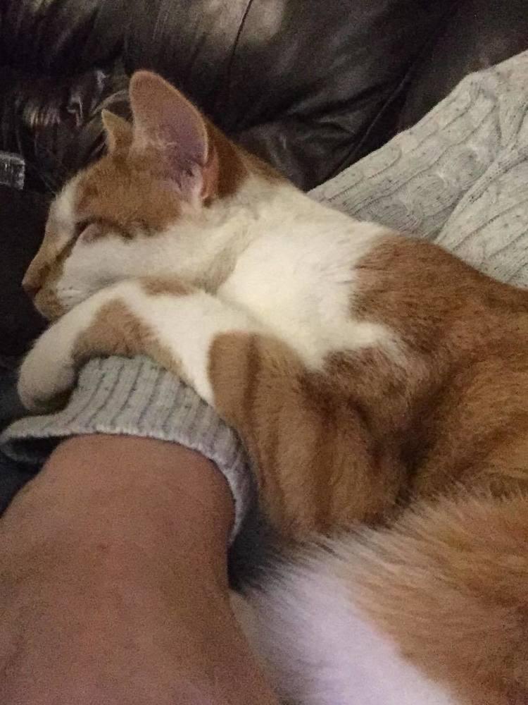 BM Buddy INT48, Adopted, Adult Male Domestic Short Hair.