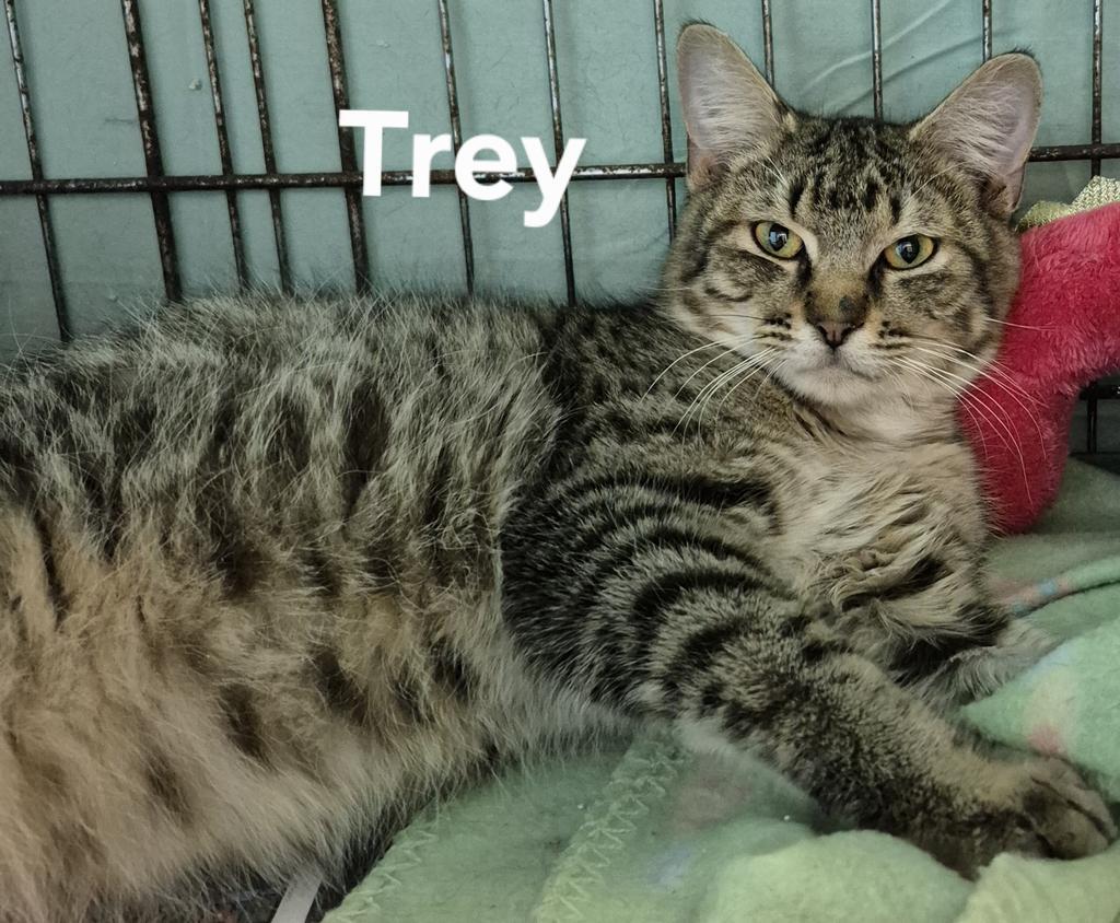 Trey, Adoptable, Young Male Domestic Short Hair.