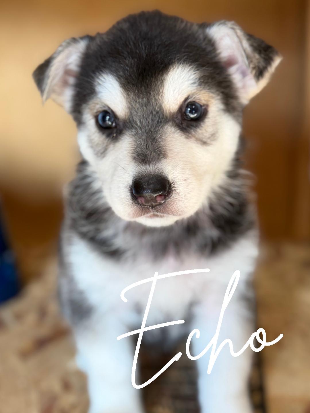 Enlarge Echo, a ADOPTABLE mixed breed in Herald, CA image 1/1