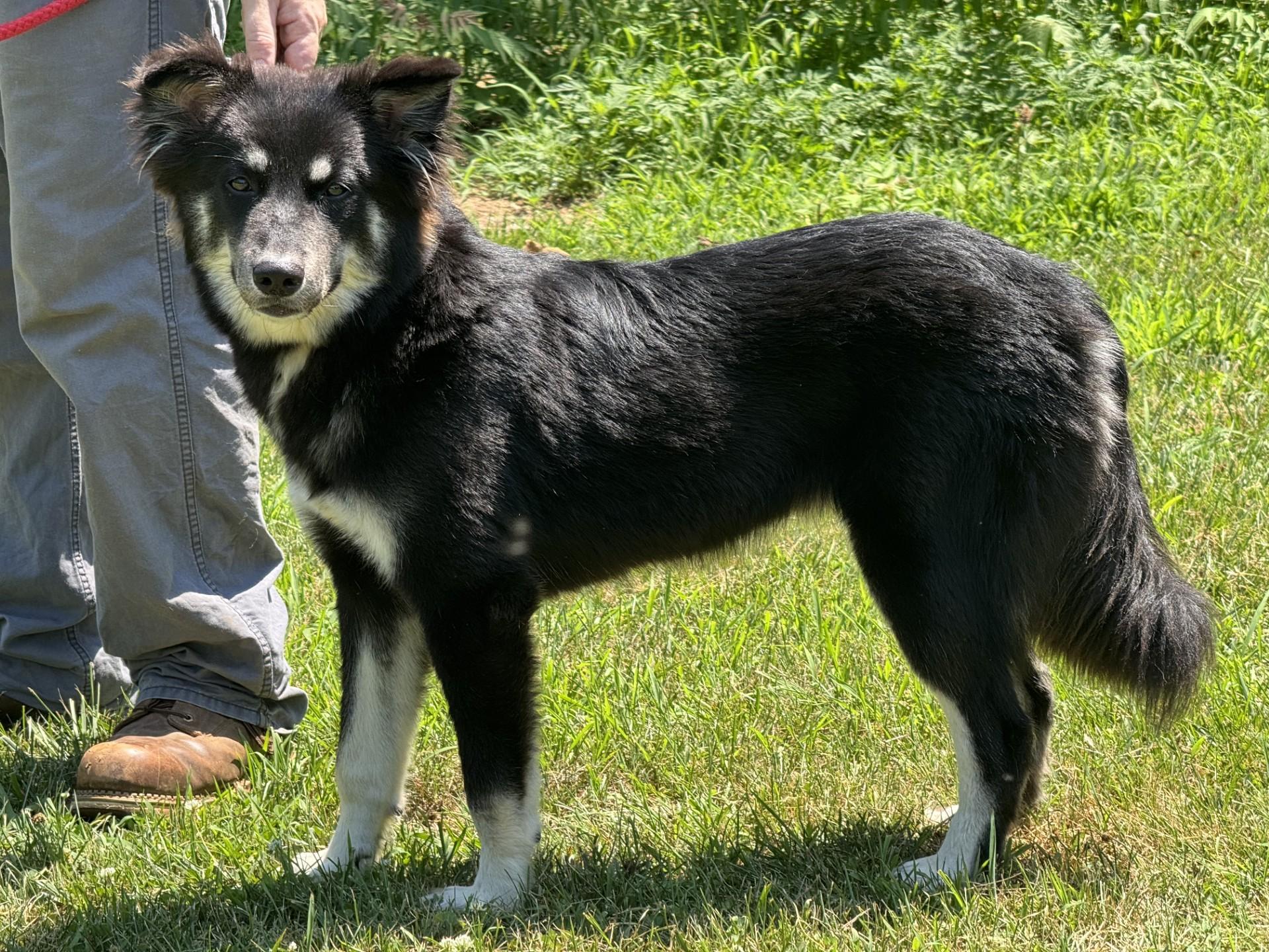 Shay, a ADOPTABLE mixed breed in Richmond, VA image 6/6