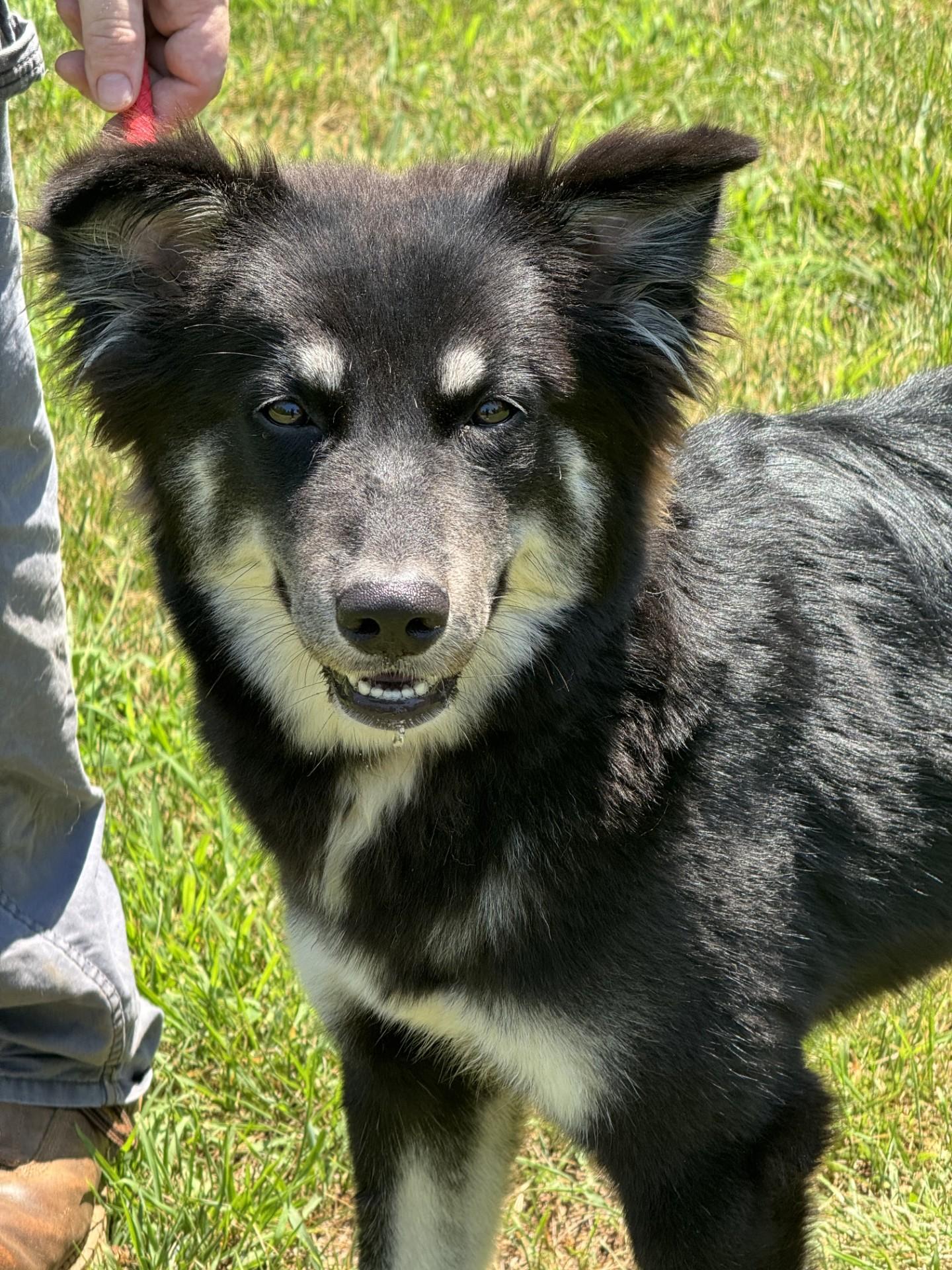 Shay, a ADOPTABLE mixed breed in Richmond, VA image 5/6