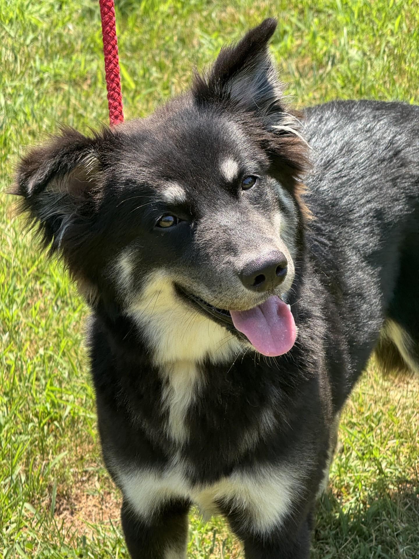 Shay, a ADOPTABLE mixed breed in Richmond, VA image 3/6