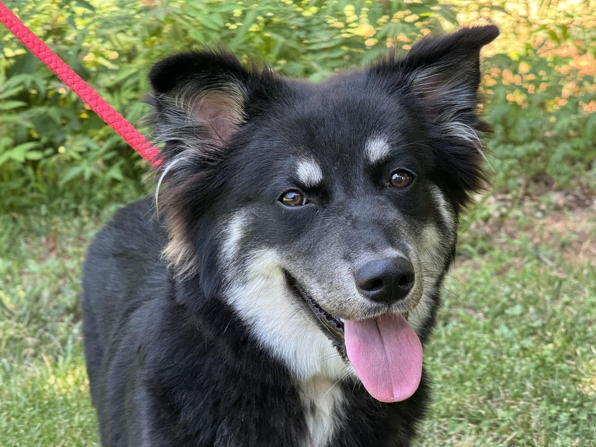Shay, a ADOPTABLE mixed breed in Richmond, VA image 2/6