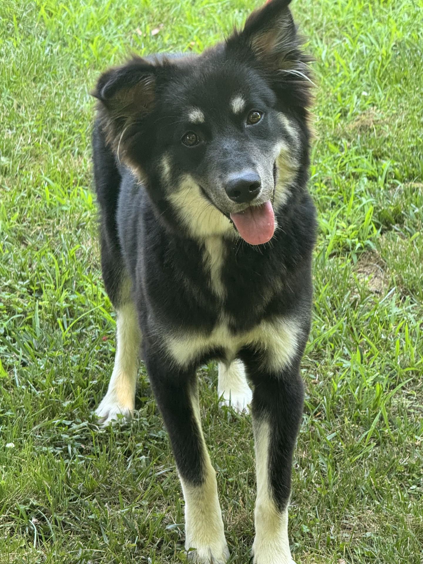 Shay, a ADOPTABLE mixed breed in Richmond, VA image 1/6