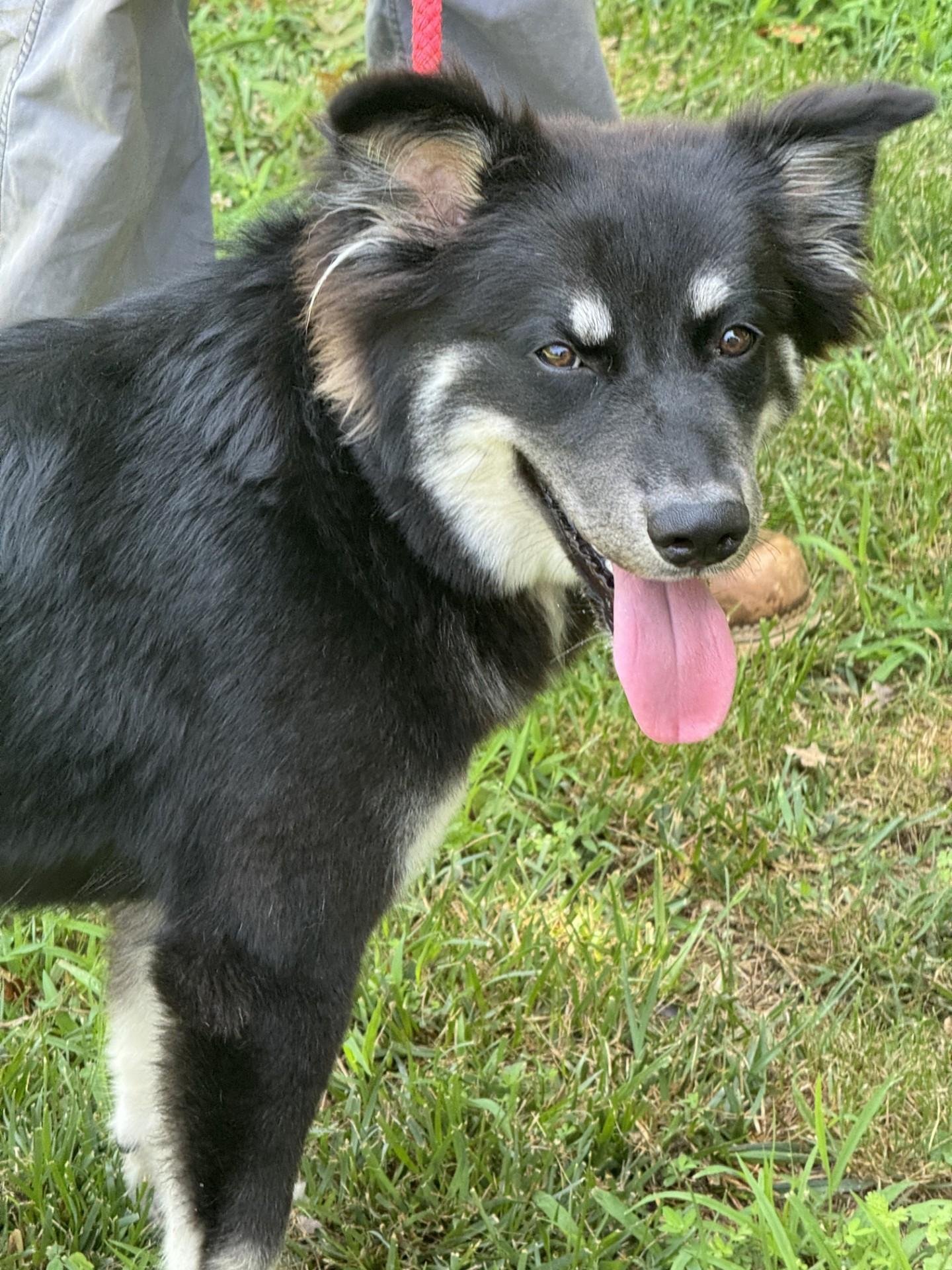 Shay, a ADOPTABLE mixed breed in Richmond, VA image 4/6