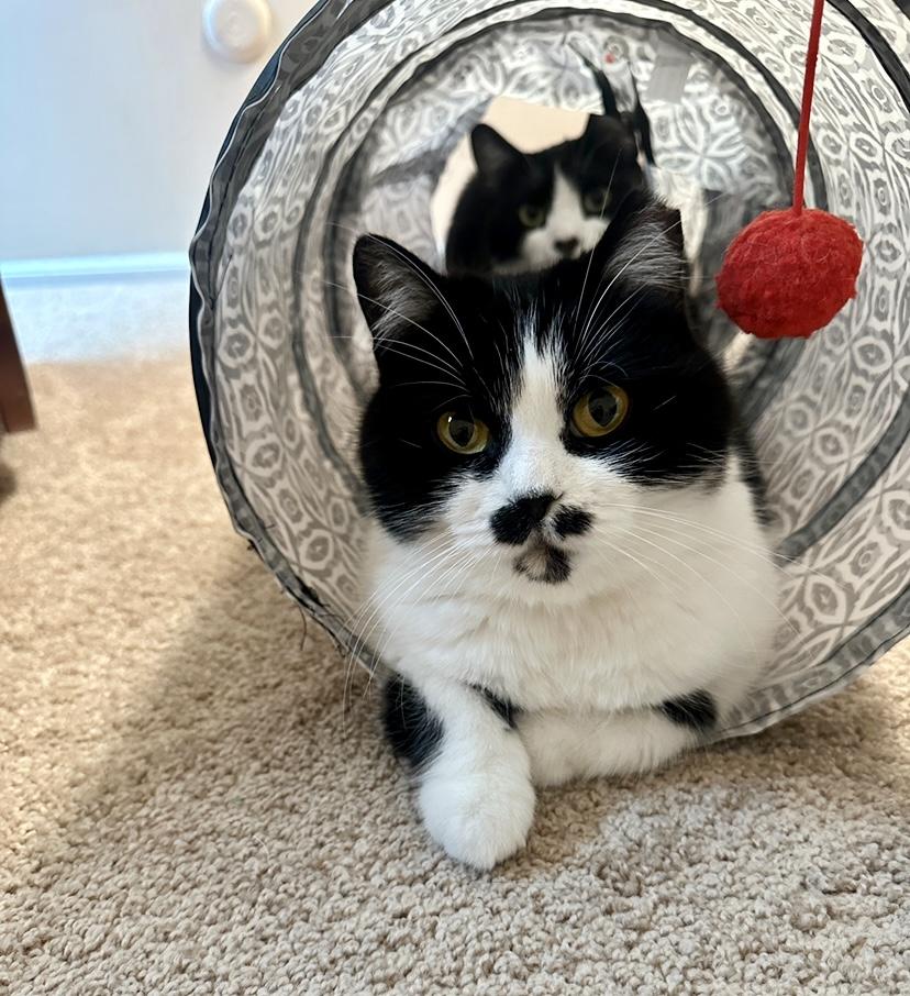 Oreo And Mimi  thumbnail 3