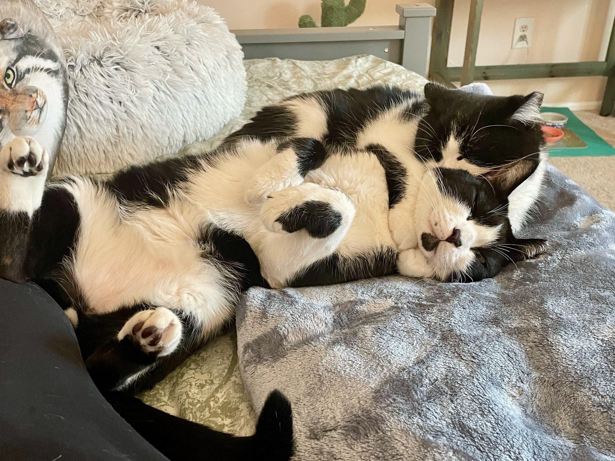 Oreo and Mimi, the Perfect Duo, Adopted, Young Female Domestic Short Hair.