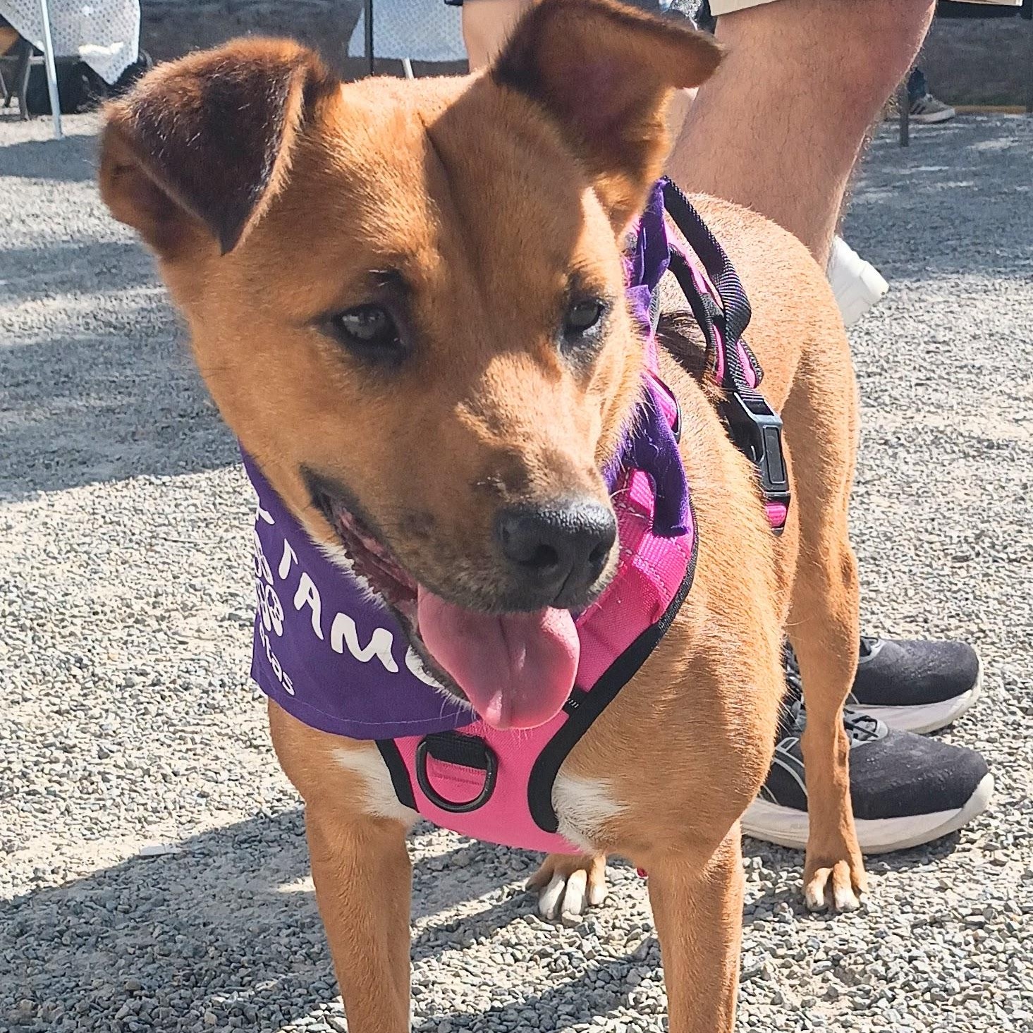 Enlarge Cinnamon, a ADOPTABLE mixed breed in San Diego, CA image 3/4