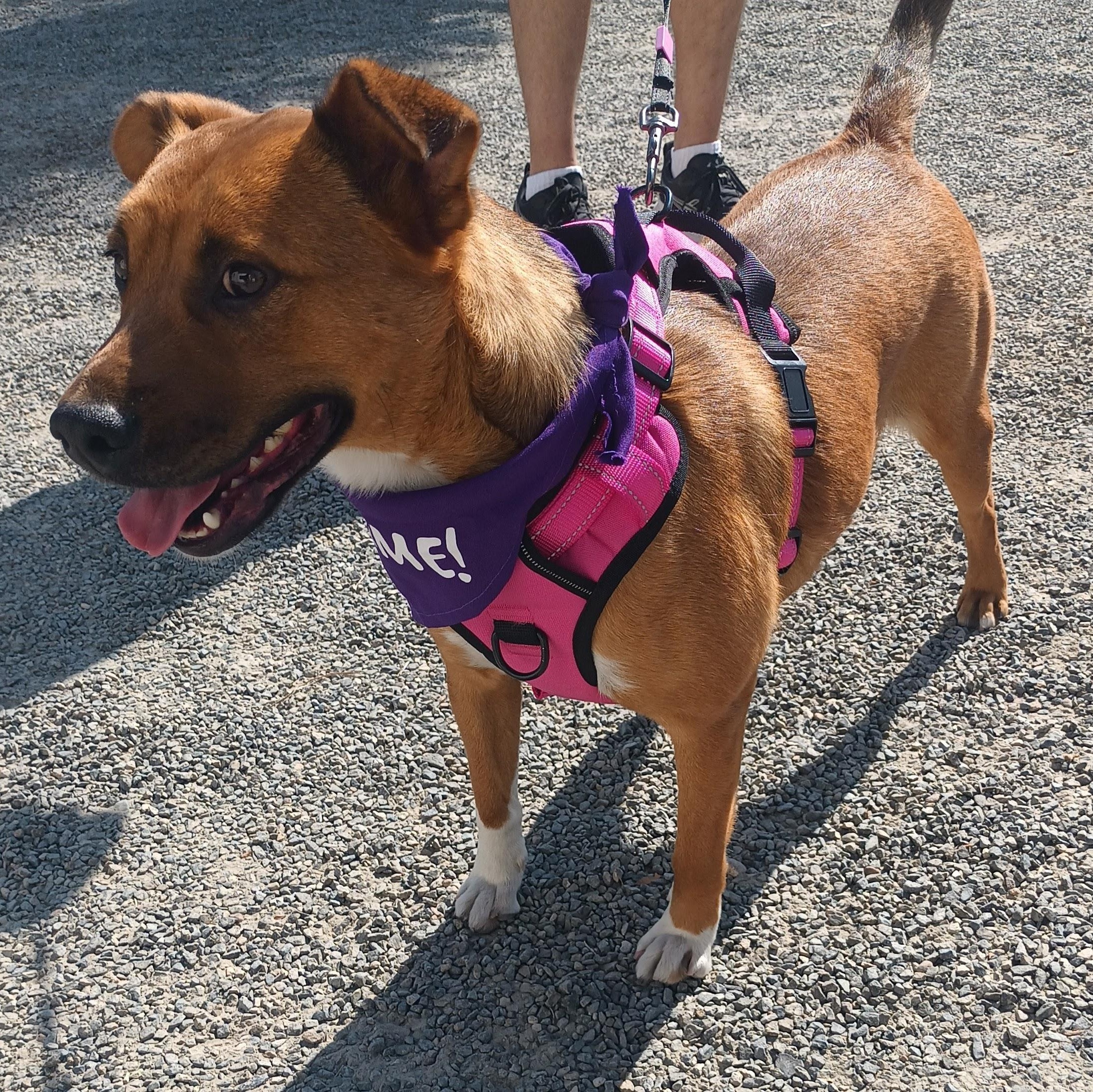 Enlarge Cinnamon, a ADOPTABLE mixed breed in San Diego, CA image 2/4