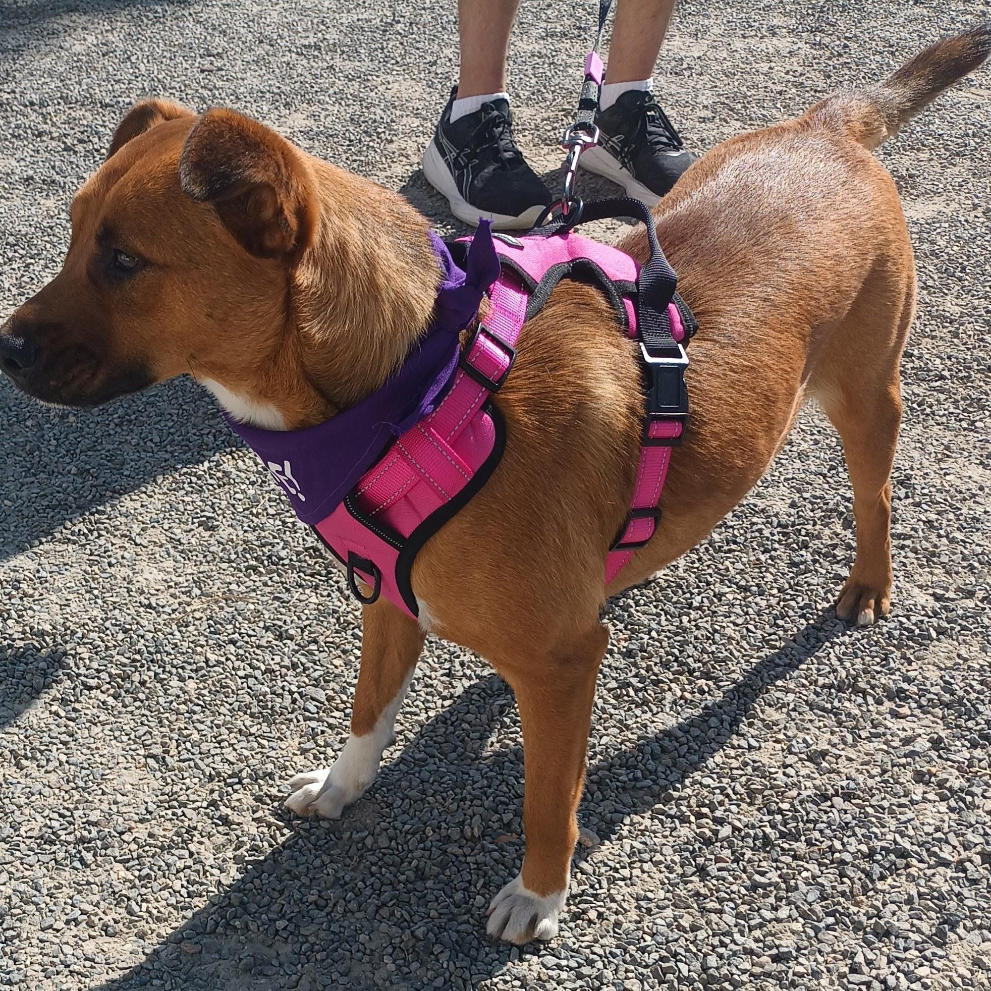 Enlarge Cinnamon, a ADOPTABLE mixed breed in San Diego, CA image 4/4