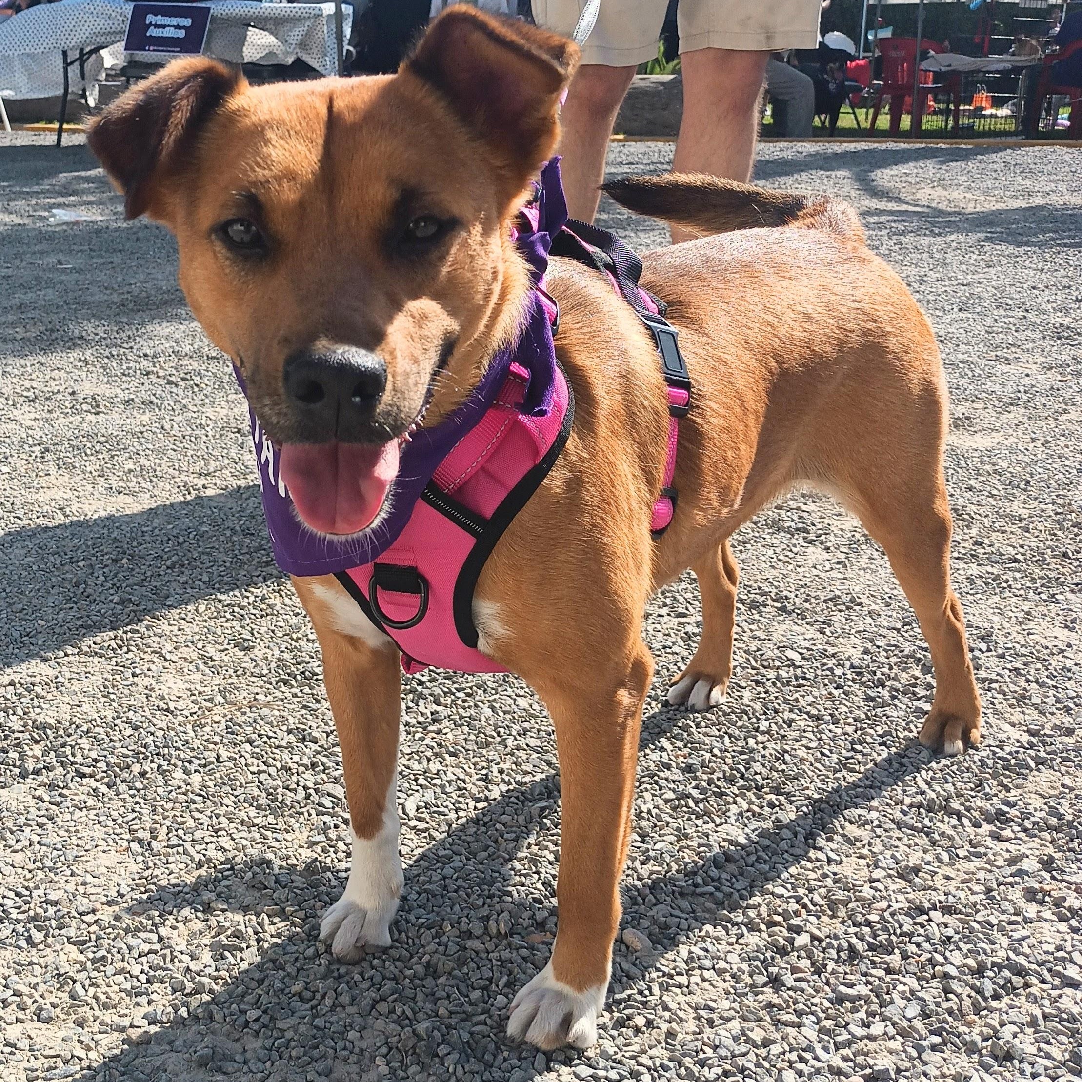 Cinnamon, ADOPTABLE, Young Female American Staffordshire Terrier.