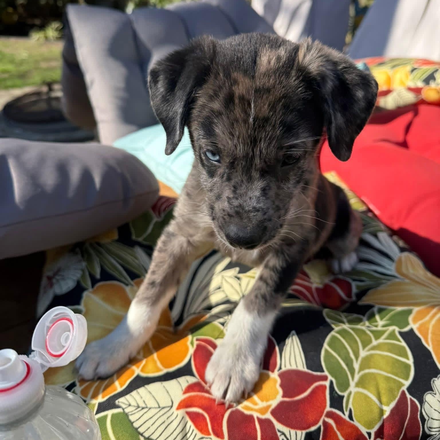 Blue, adopted, Puppy Male Mixed Breed.