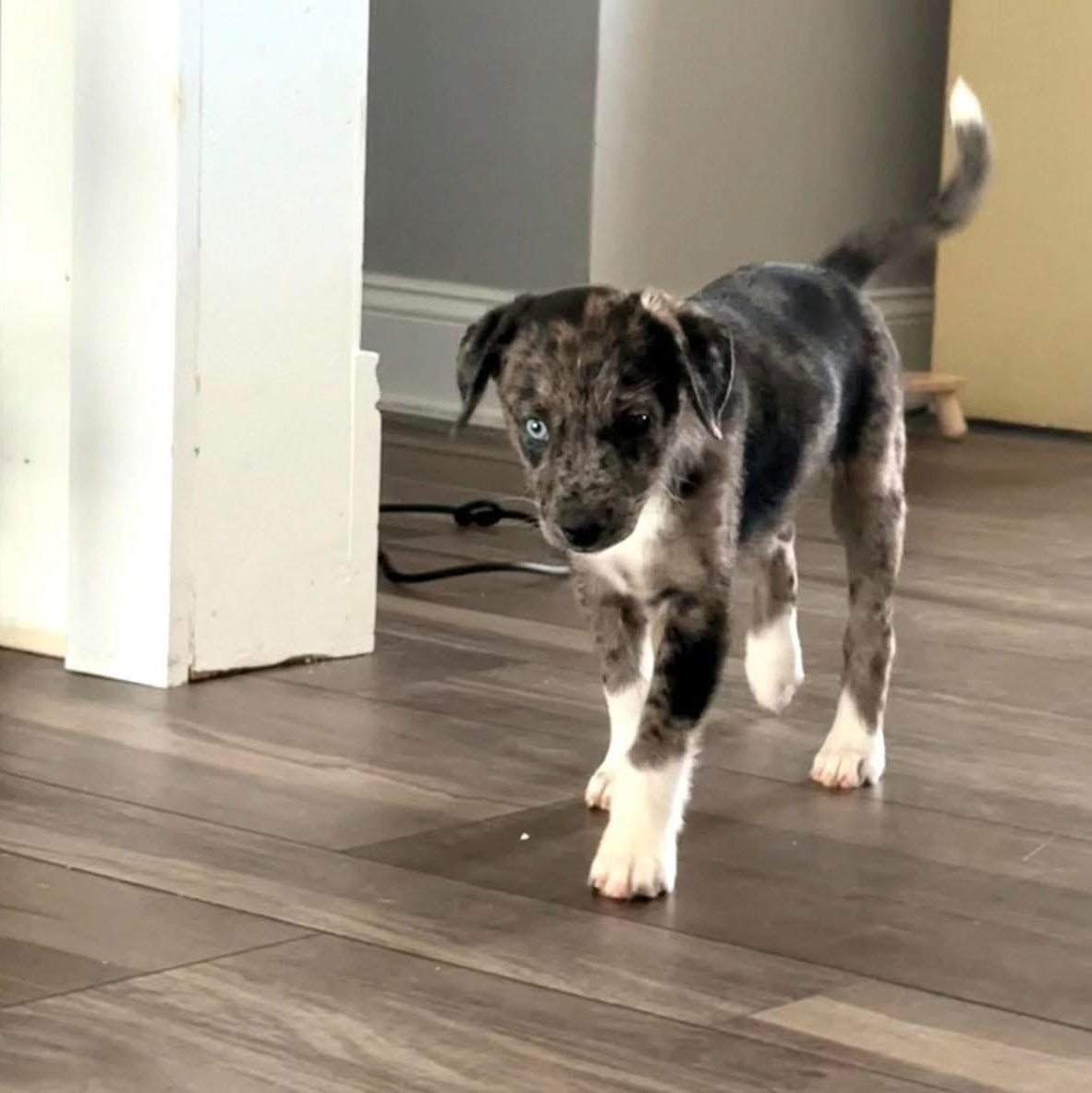 Enlarge Blue, an adopted Mixed Breed in Yaphank, NY image 5/6