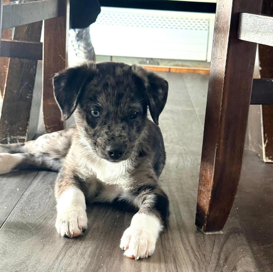 Enlarge Blue, an adopted Mixed Breed in Yaphank, NY image 4/6