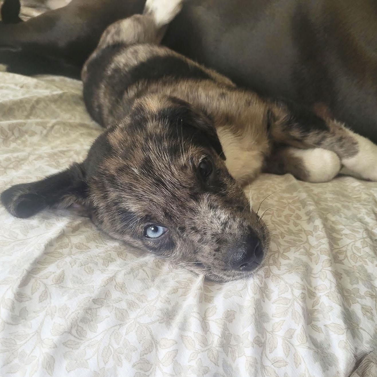 Enlarge Blue, an adopted Mixed Breed in Yaphank, NY image 6/6