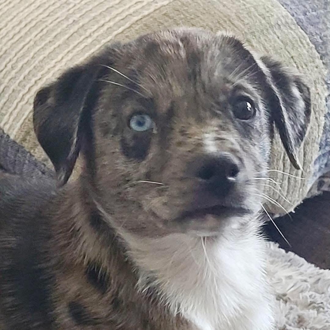 Enlarge Blue, an adopted Mixed Breed in Yaphank, NY image 3/6