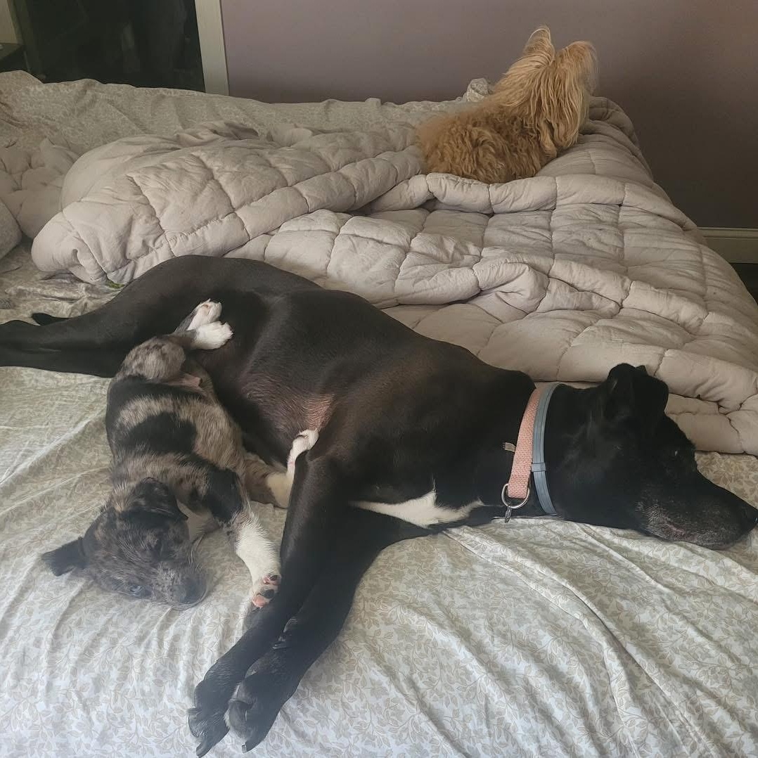 Enlarge Blue, an adopted Mixed Breed in Yaphank, NY image 2/6