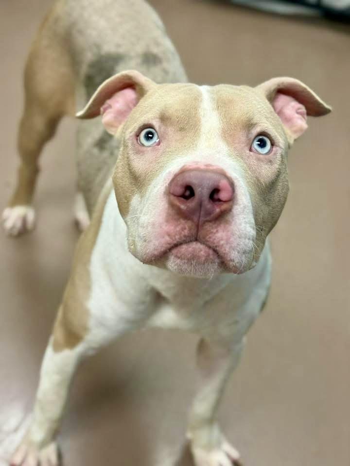 Willy Wonka, ADOPTABLE, Adult Male Pit Bull Terrier.