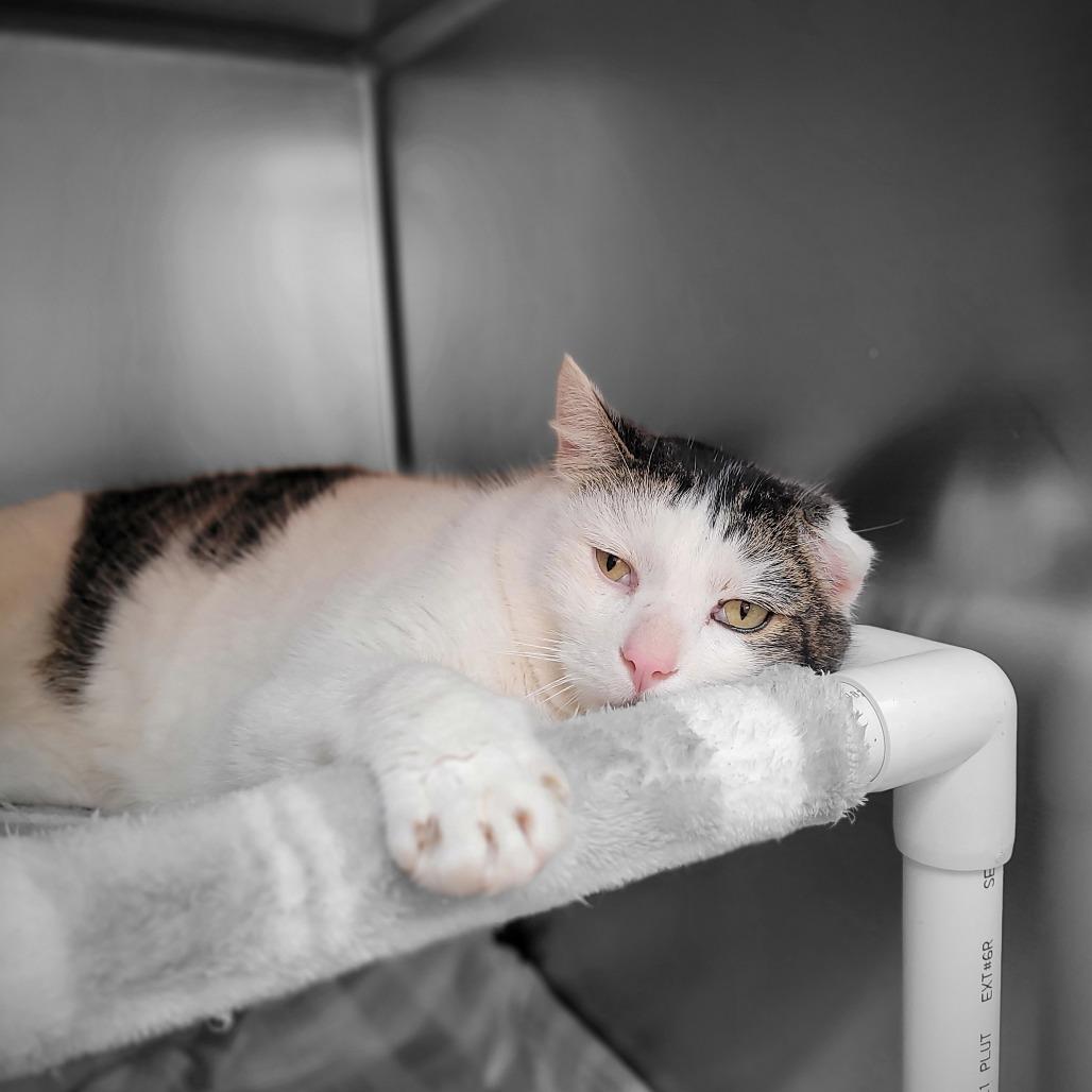 Enlarge Patch, a Adoptable Domestic Short Hair in Allyn, WA image 1/1