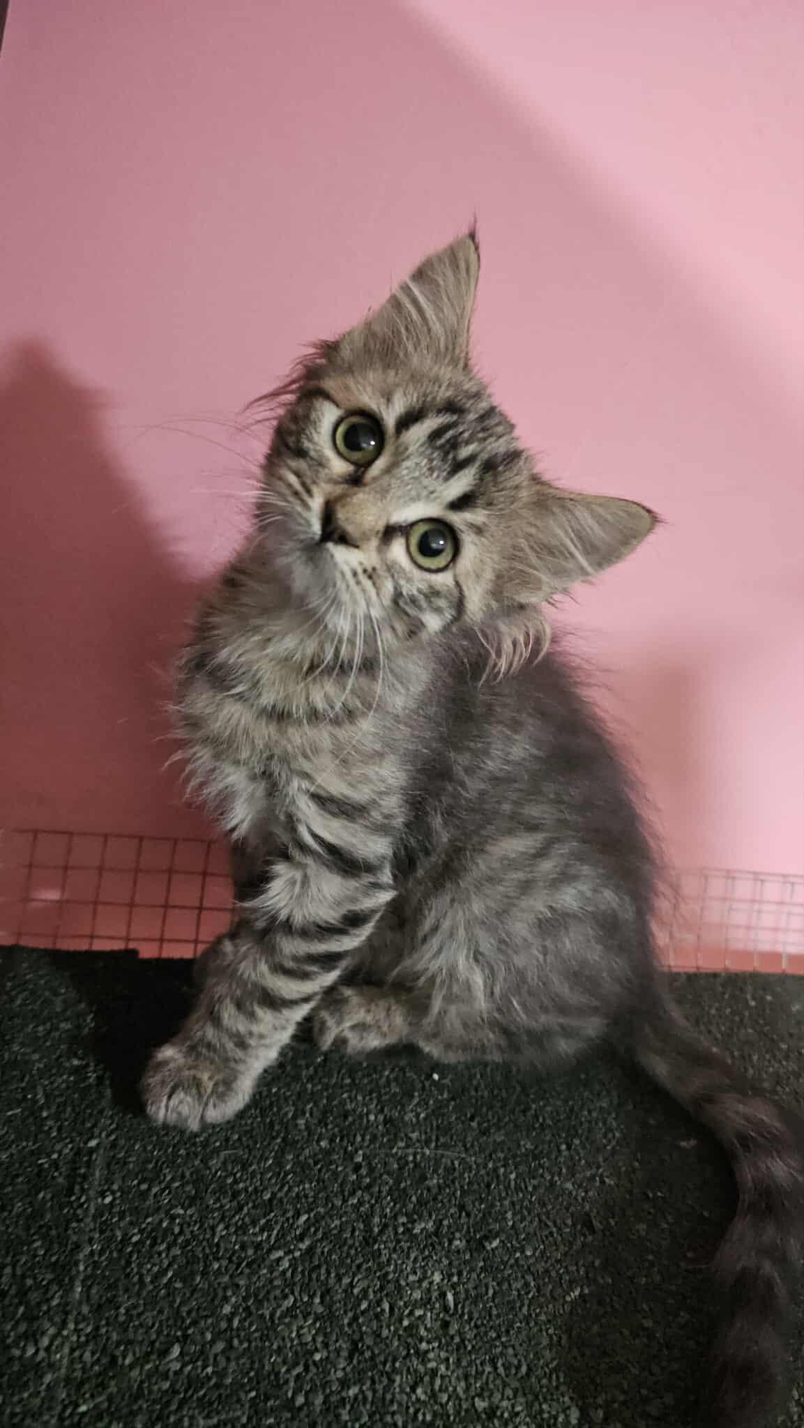 Enlarge Plague, a Adoptable American Shorthair in Granite Shoals, TX image 1/1