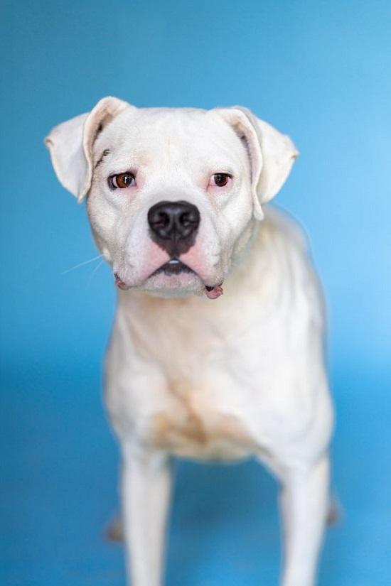 Enlarge SNOWMAN, an adopted Mixed Breed in Pegram, TN image 1/5